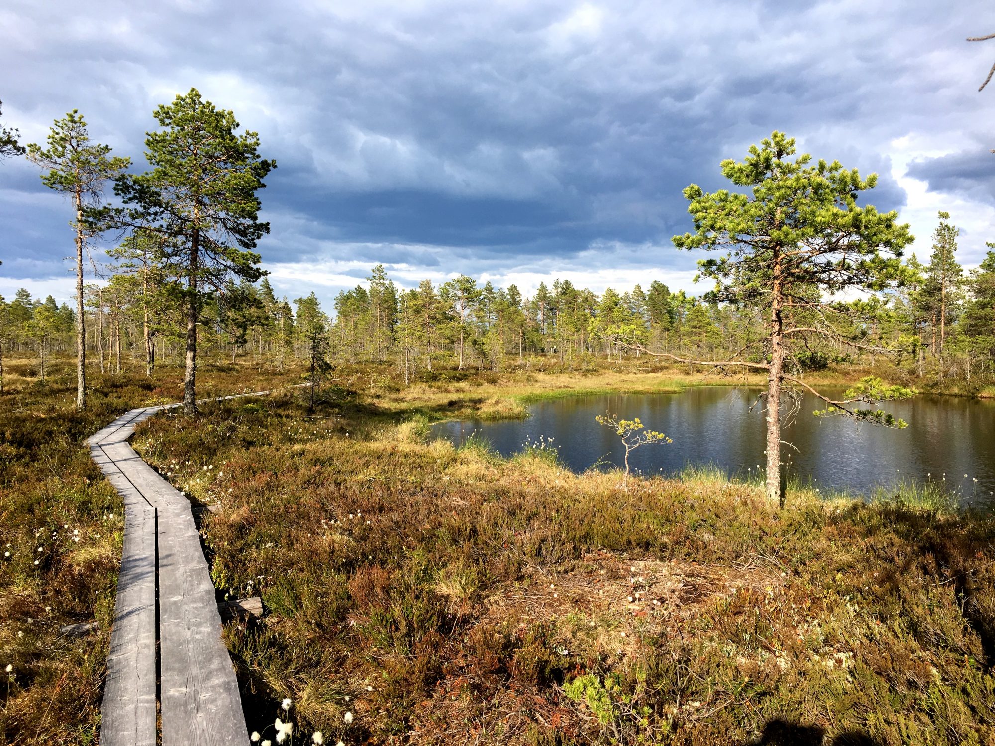 The 5 km hike of Kauhaneva-Pohjankangas National Park