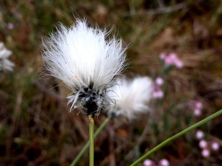 Ostrobothnia road trip: Tussock cottongras