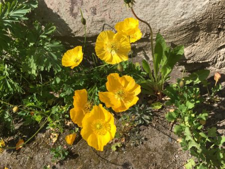 Yellow poppies in Neristan, Kokkola