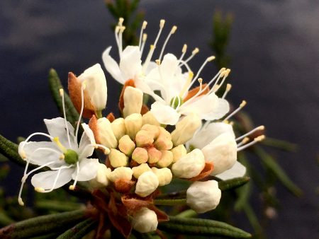 Northern Labrador tea in bloom