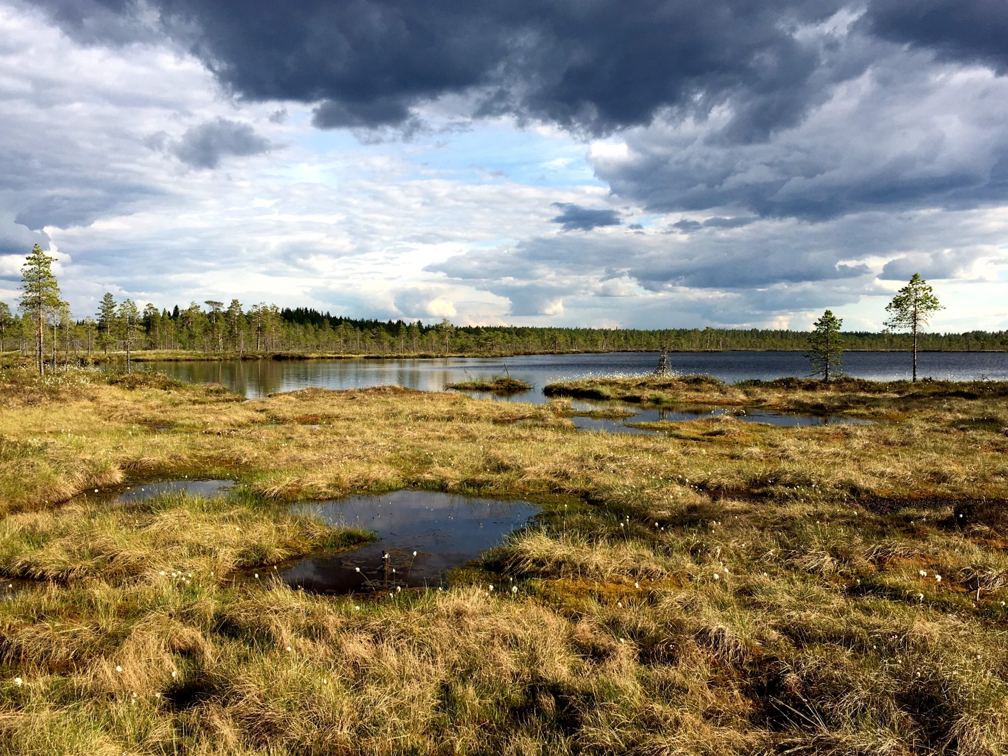 Kauhaneva, one of Finland's 40 national parks