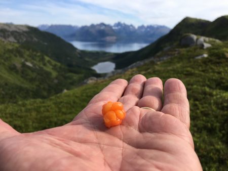 Arctic cloudberry, Vesterålen, Norwa