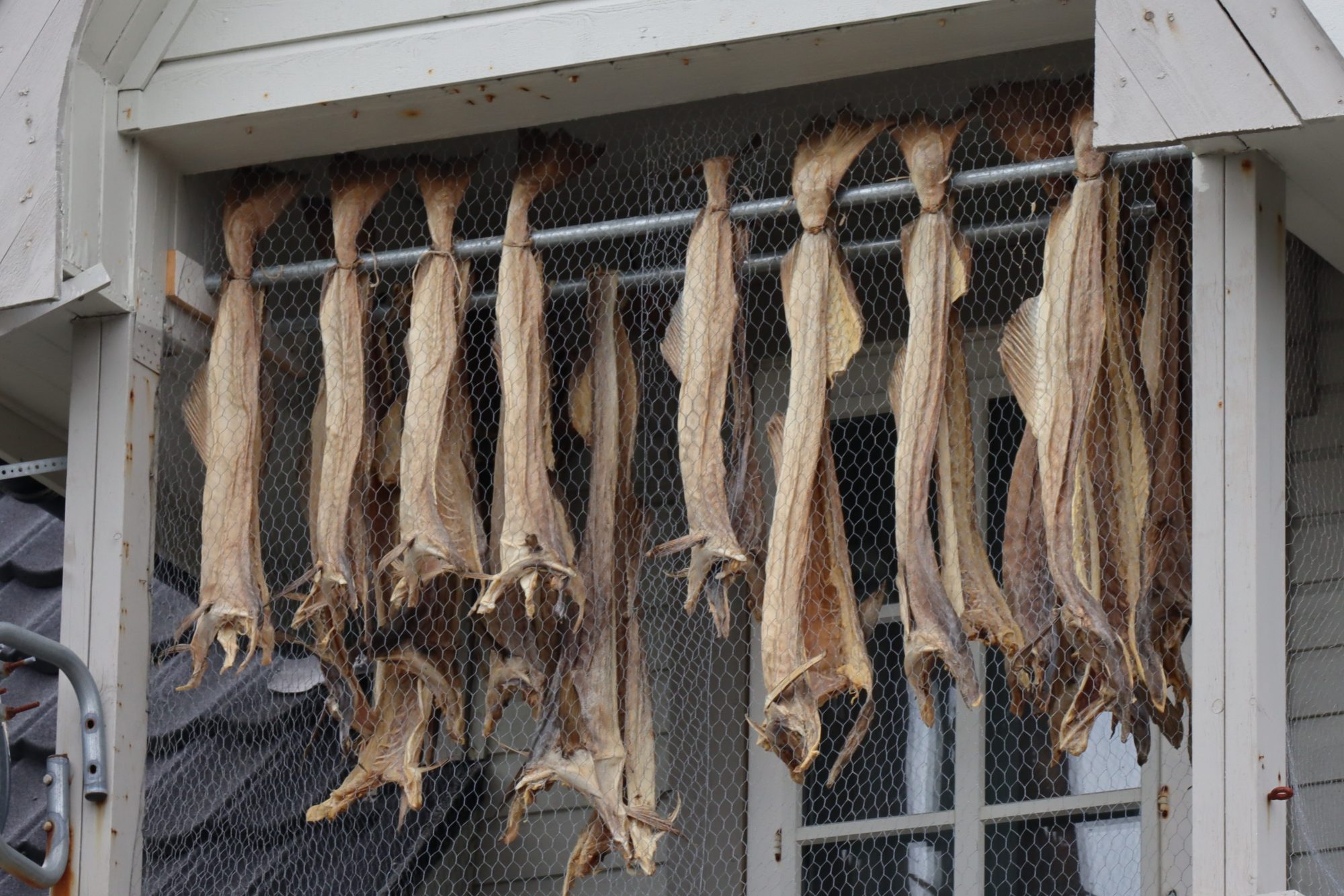 Drying cod Drying cod, Henningsvær, Lofoten