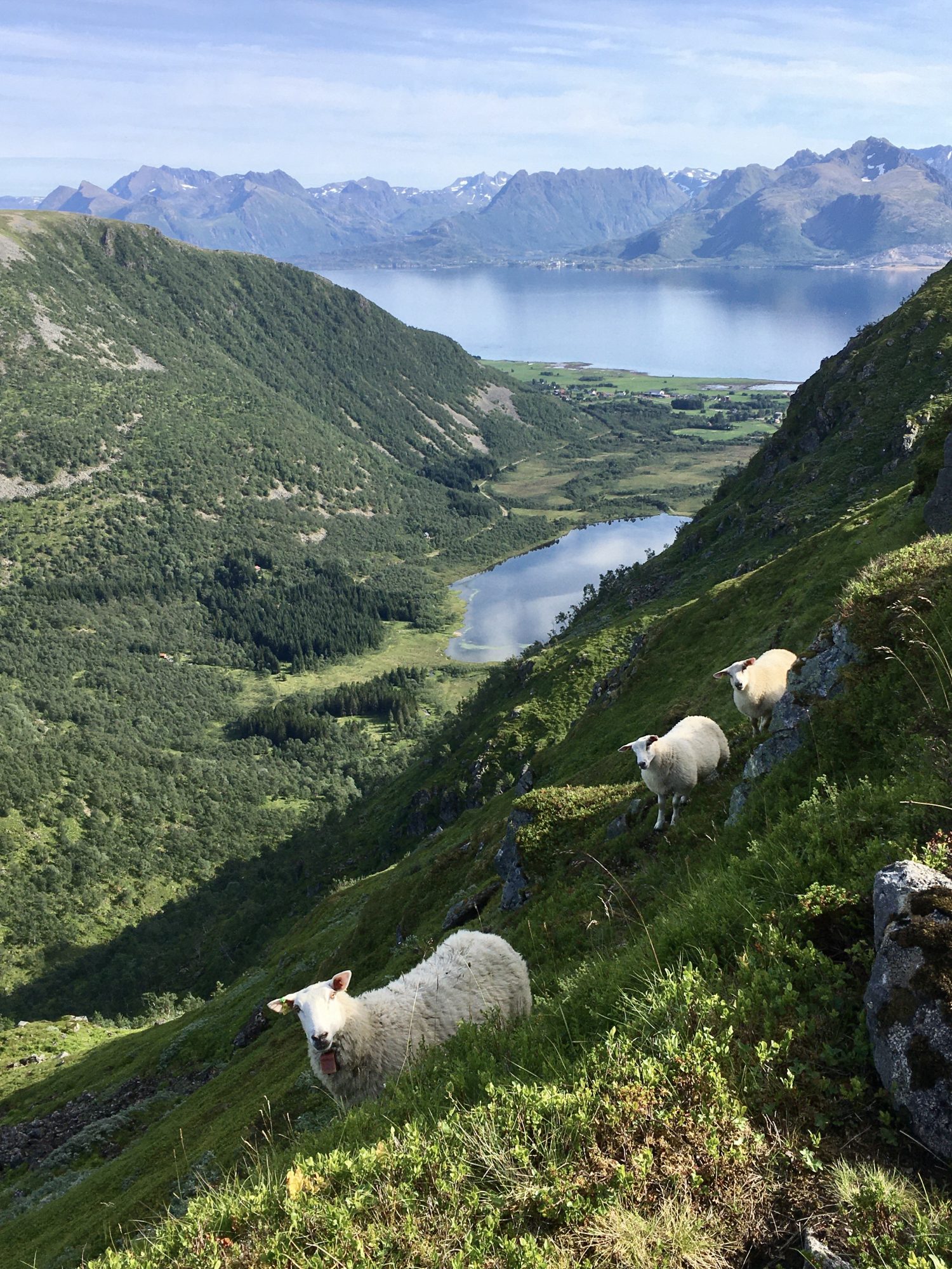 Norway by motorhome: Hiking with sheep in Vesterålen Norway by motorhome: Hiking with sheep in Vesterålen