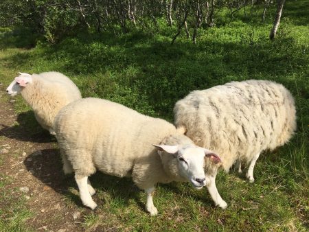 Vesterålen sheep