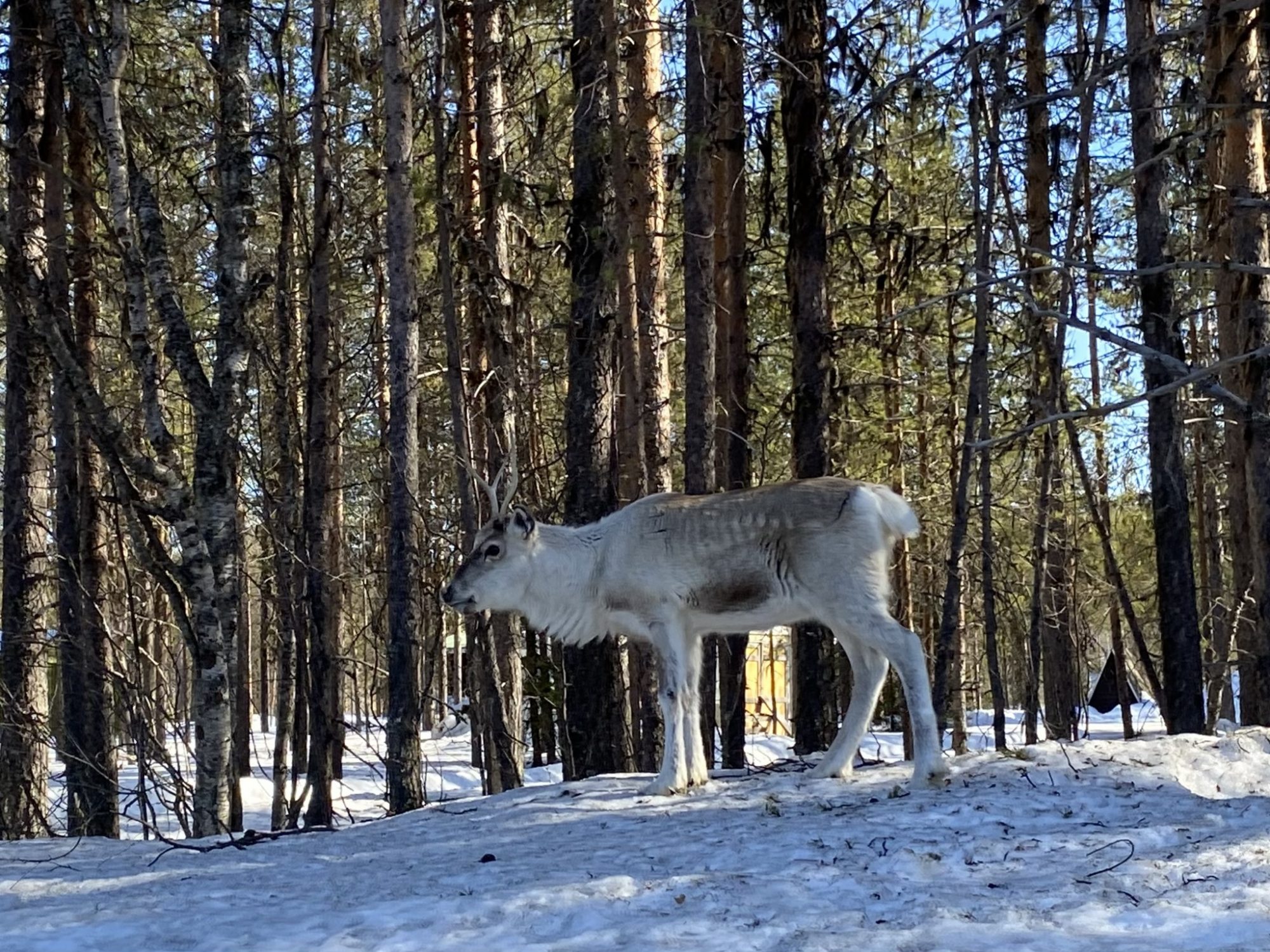 An Äkäslompolo reindeer An Äkäslompolo reindeer, Ylläs