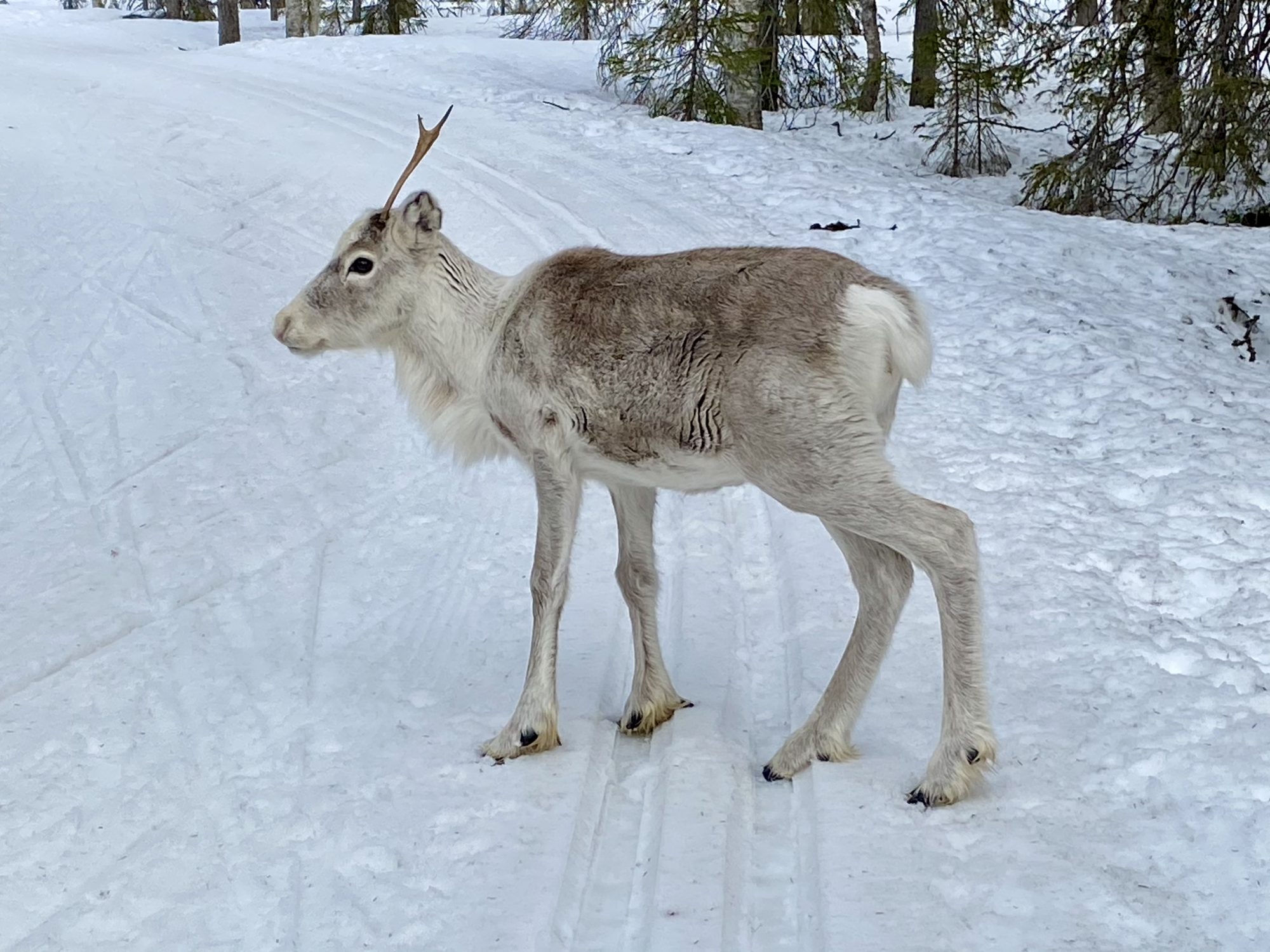 A reindeer on the ski track Arctic Lapland spring: a reindeer on the ski track