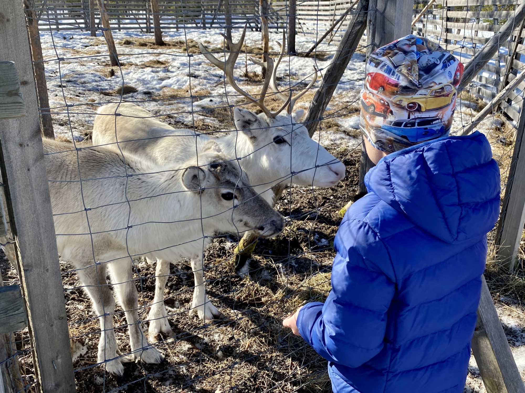 Feeding Lappland reindeer Arctic Lapland spring: feeding reindeer
