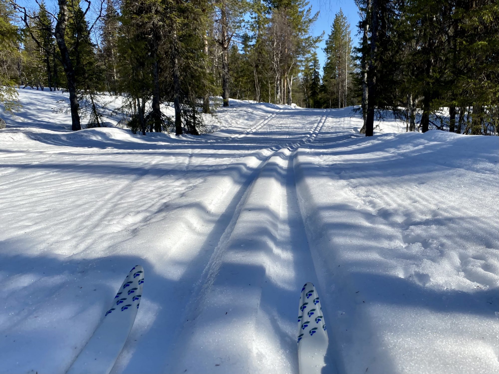 Skiing on Lapland's soft, white snow Arctic Lapland spring: skiing on ski tracks