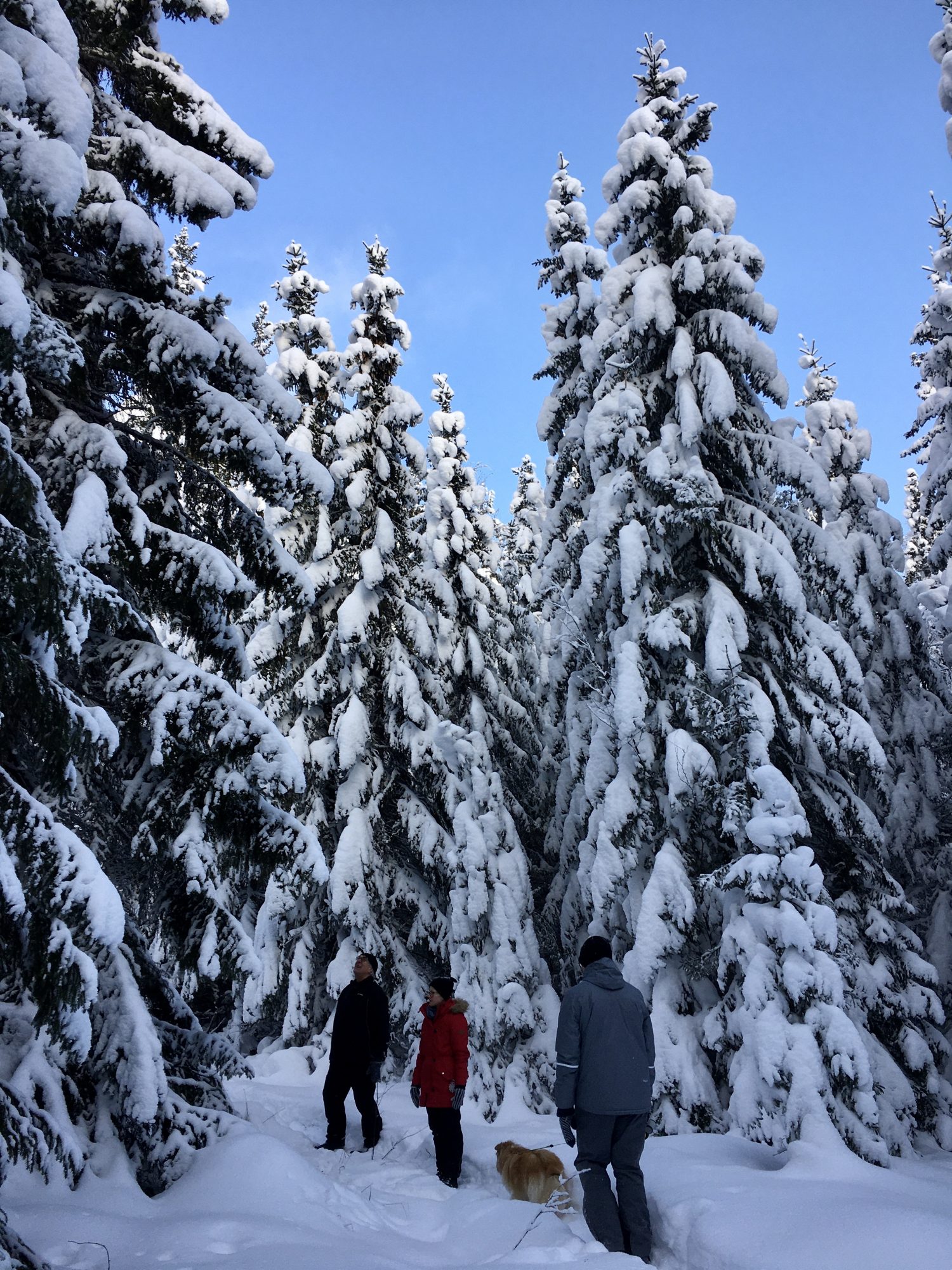 Finland's midwinter Mid-winter snow-laden trees