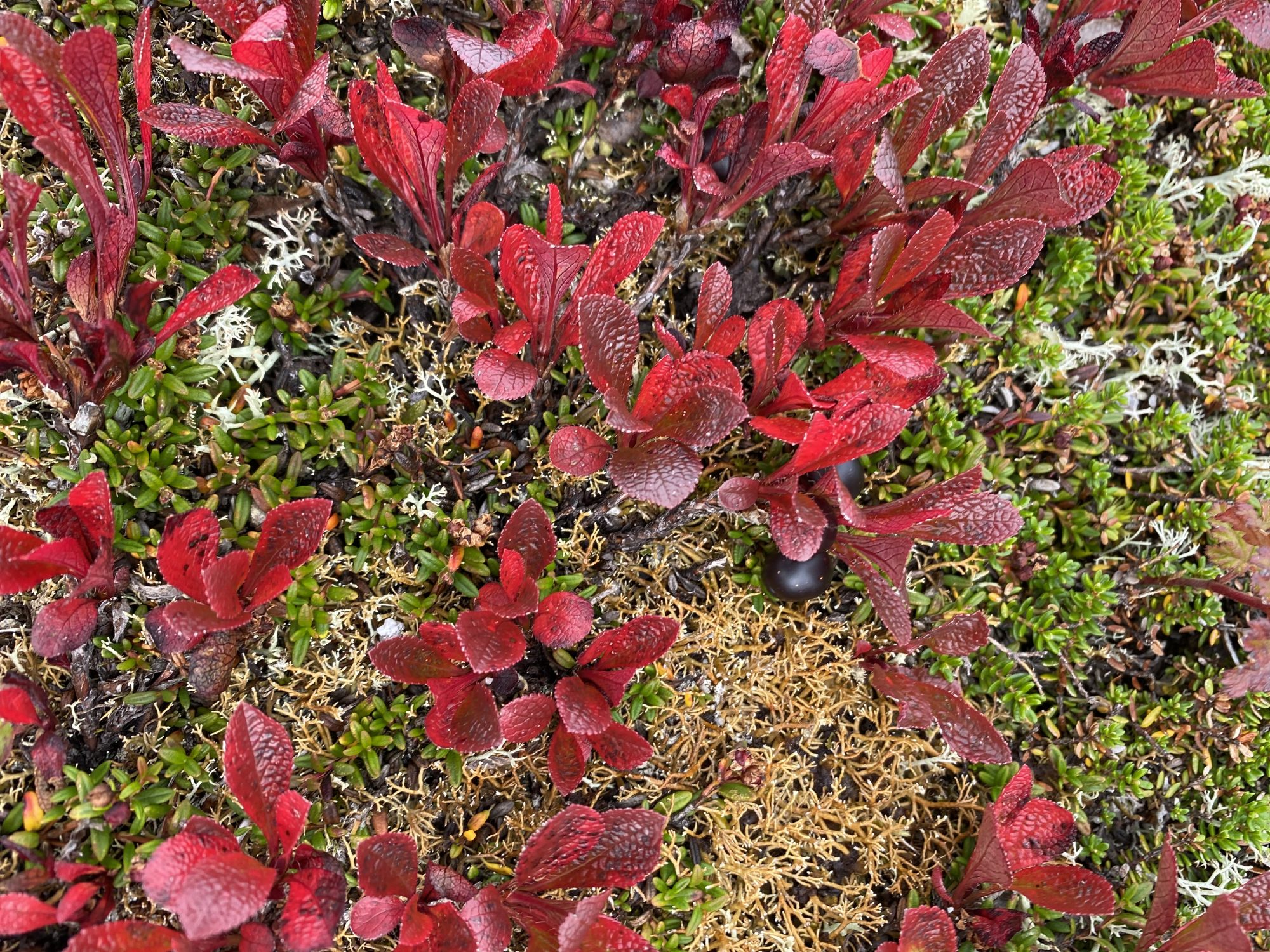 Autumn colors of Hoven, Lofoten Autumn colors of Hoven, Lofoten