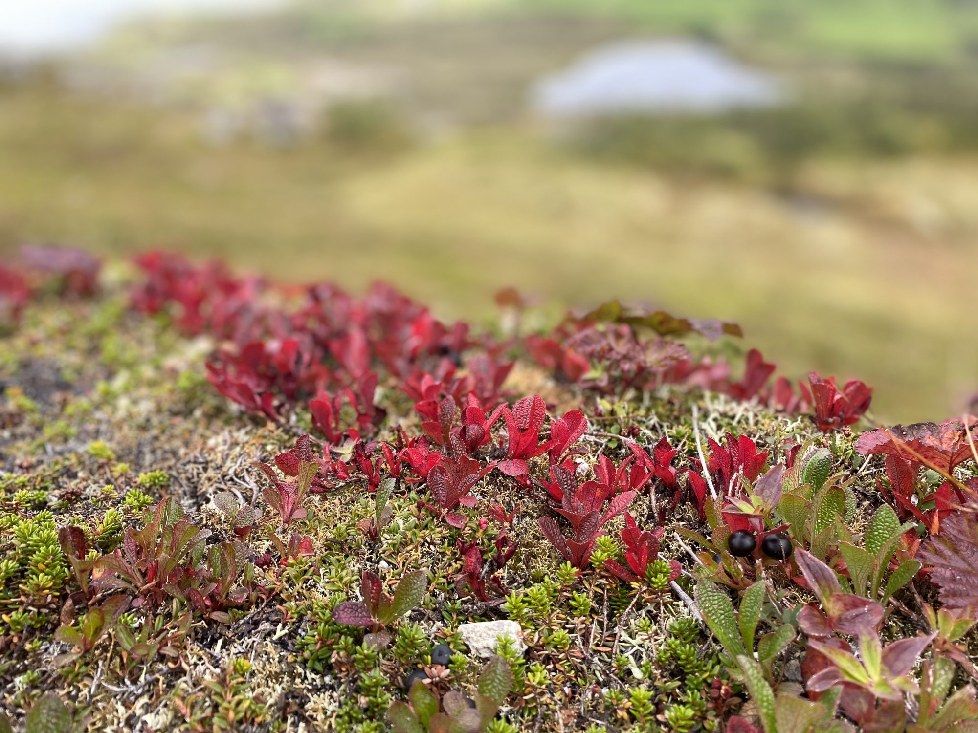 Autumn colors of Hoven, Lofoten Autumn on Hoven, Lofoten hikes