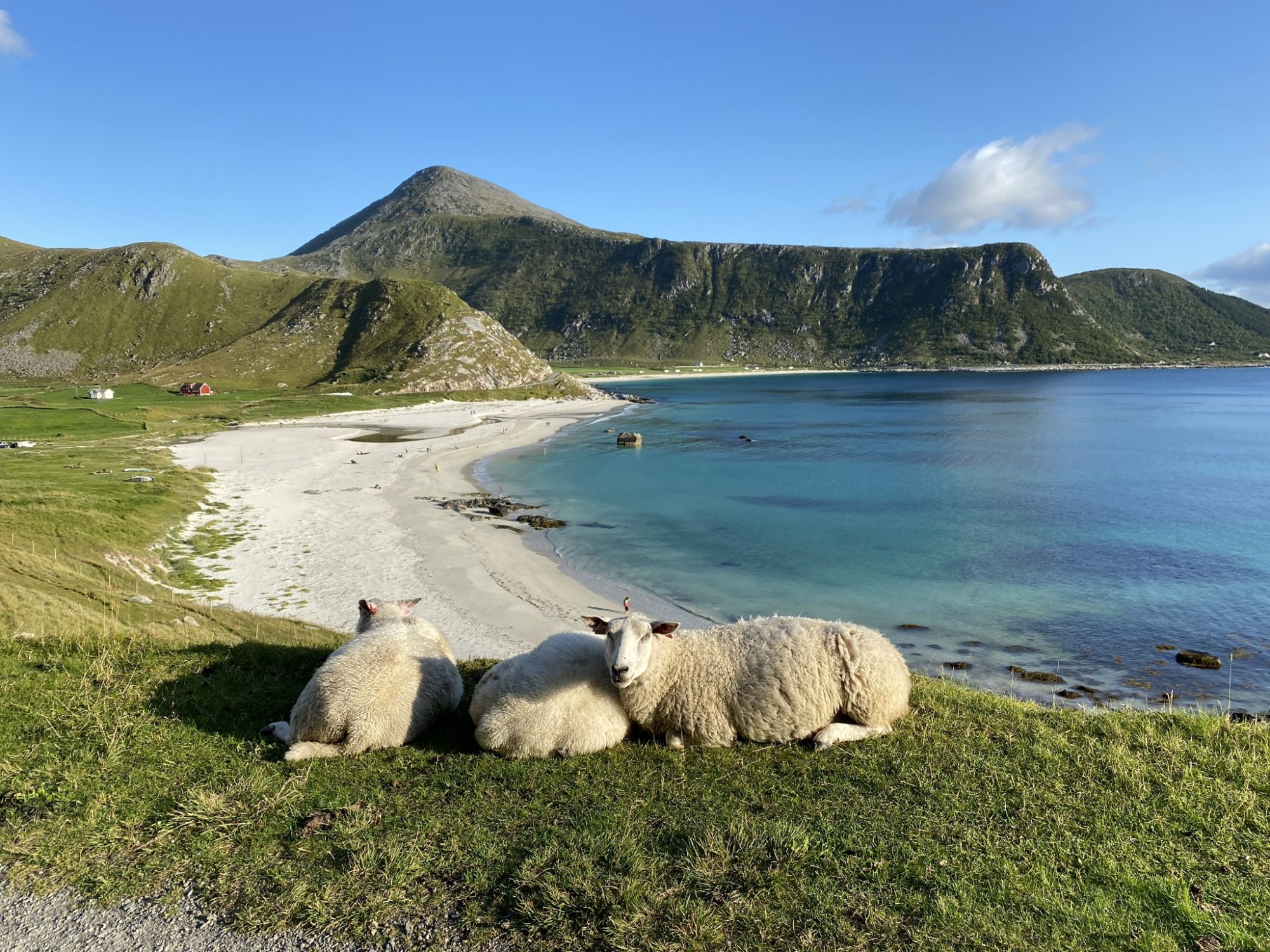 Lofoten hikes: Haukland sheep Haukland Beach, Lofoten