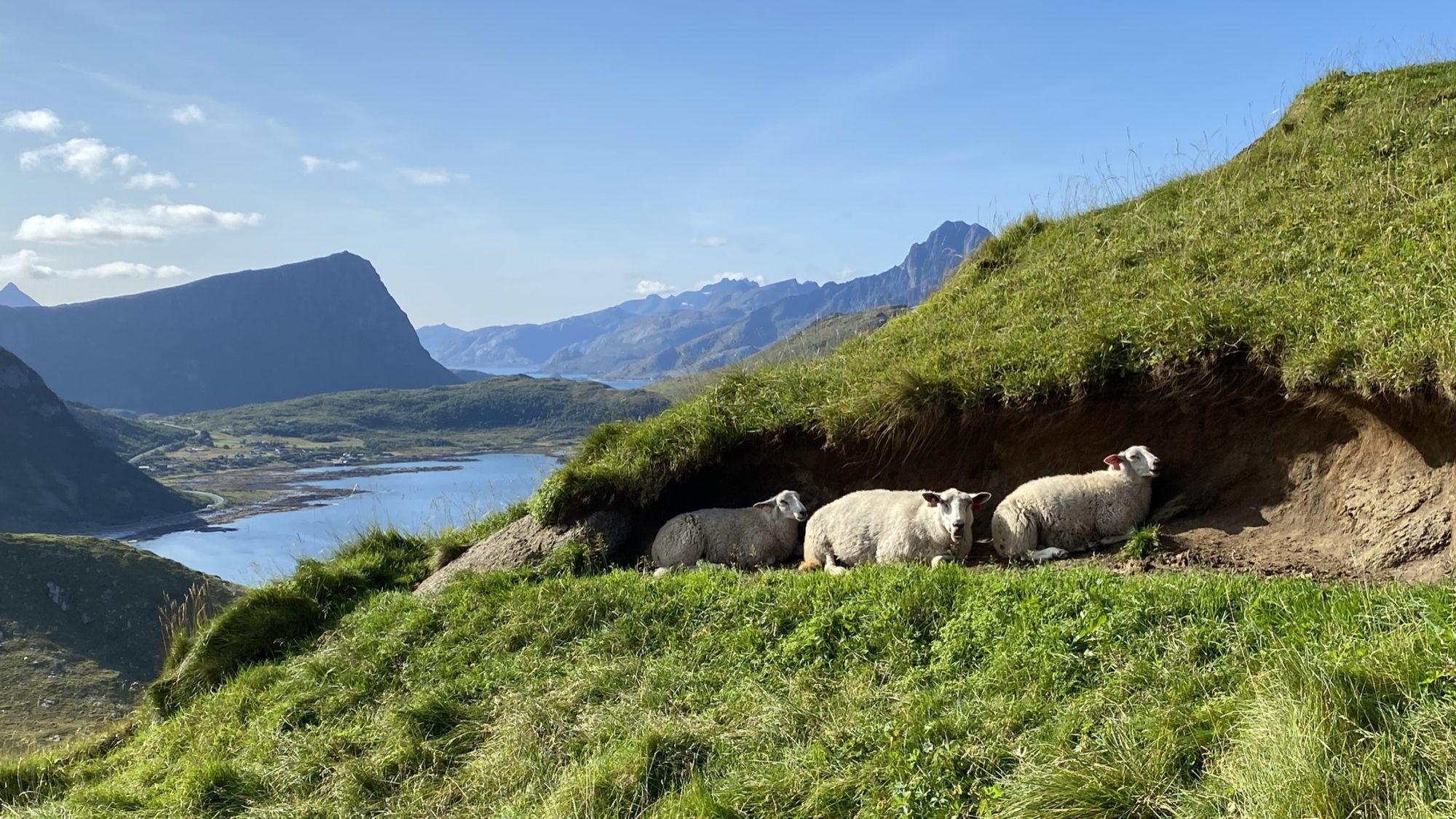 Sheep, hike from Haukland to Mannen Hike from Haukland to Mannen