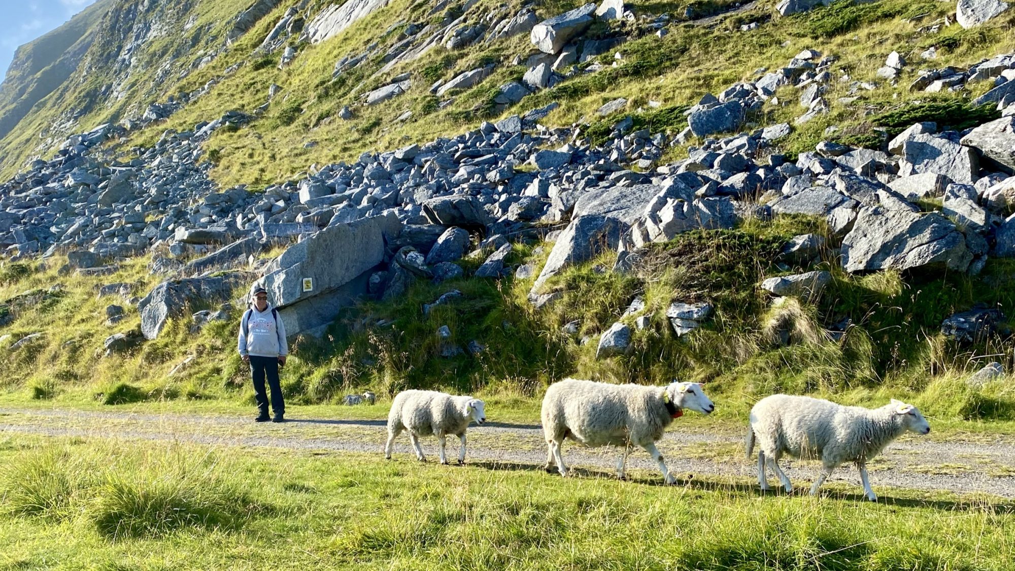 Hiking with sheep, Haukland, Lofoten Hiking with sheep, Haukland, Lofoten