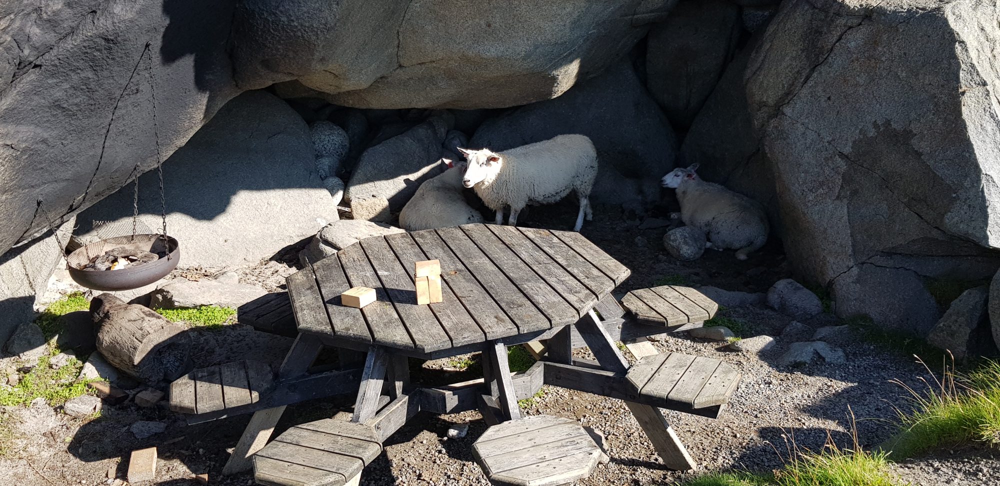Lofoten hikes: sheep on picnic Lofoten hikes: sheep on picnic