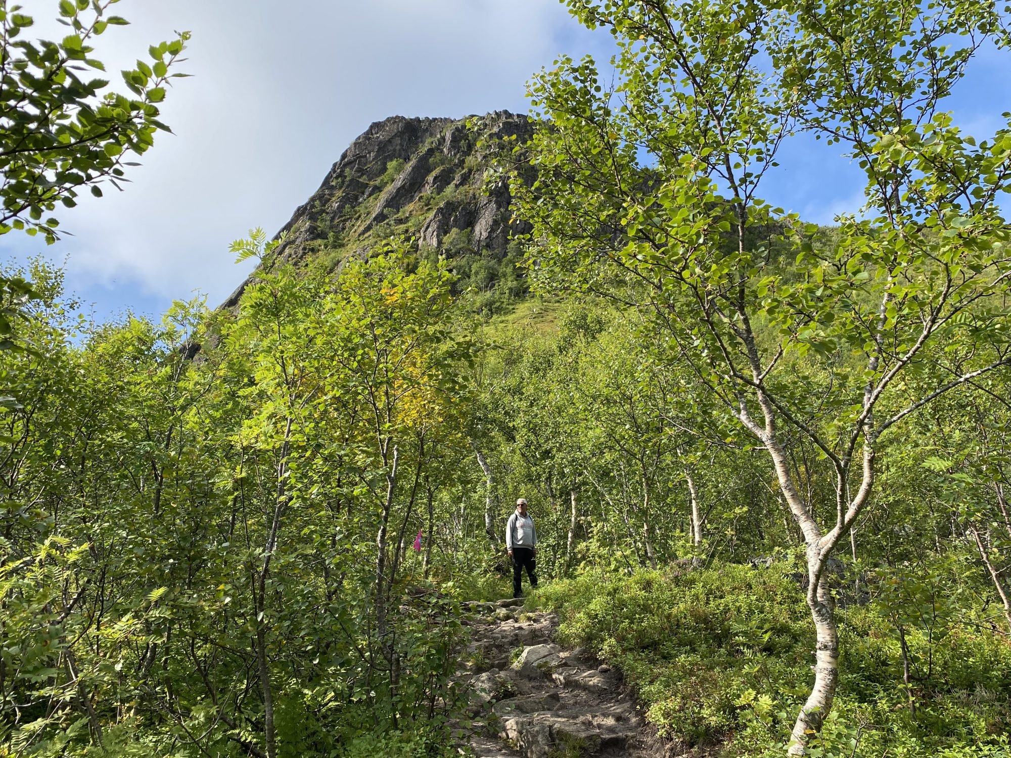 Hiking from forest to ridge Lofoten hikes: up to Tjeldbergtinden