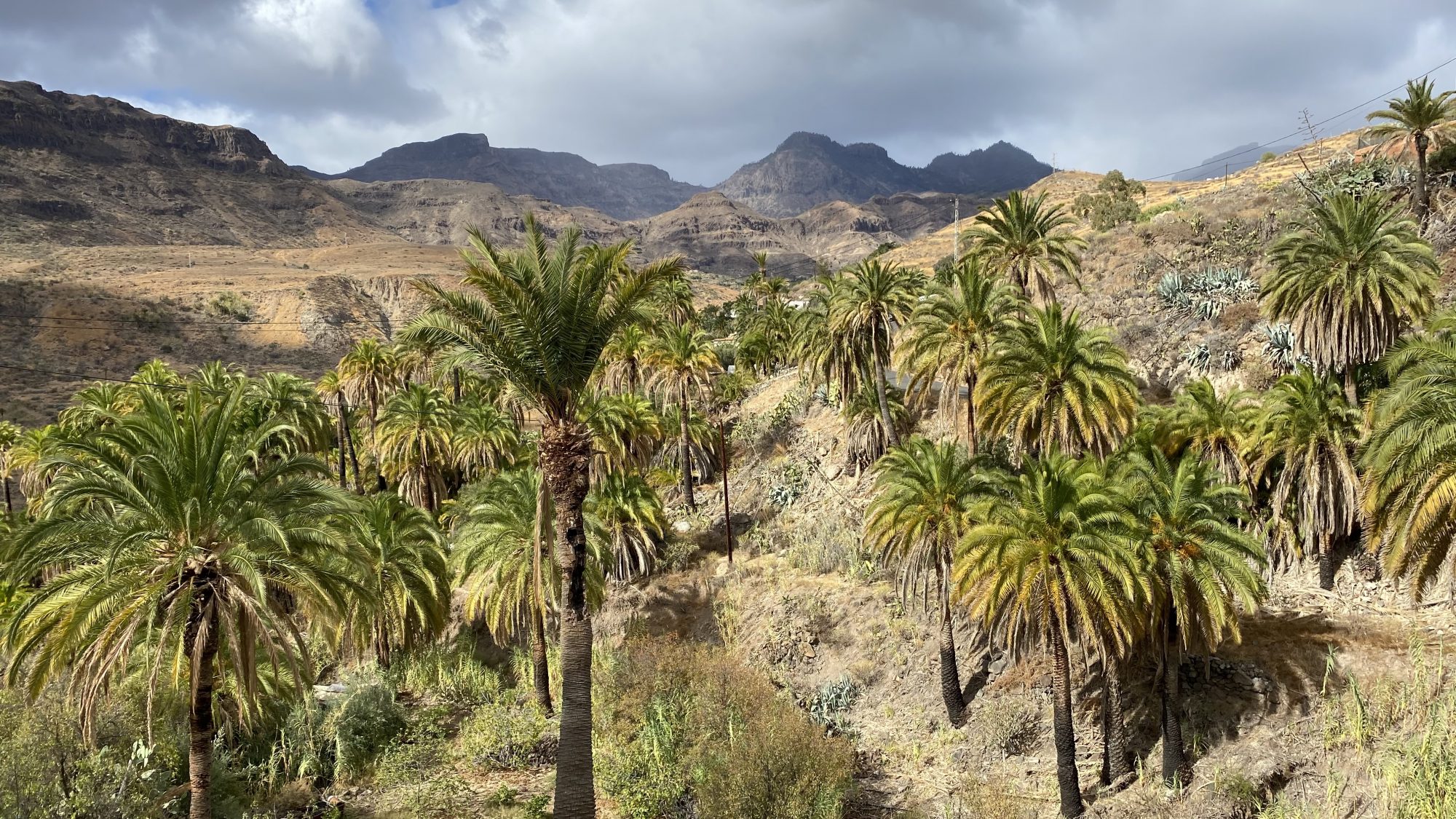 Gran Canaria mountains, south: La Sorrueda palms Gran Canaria mountains, south: La Sorrueda palms