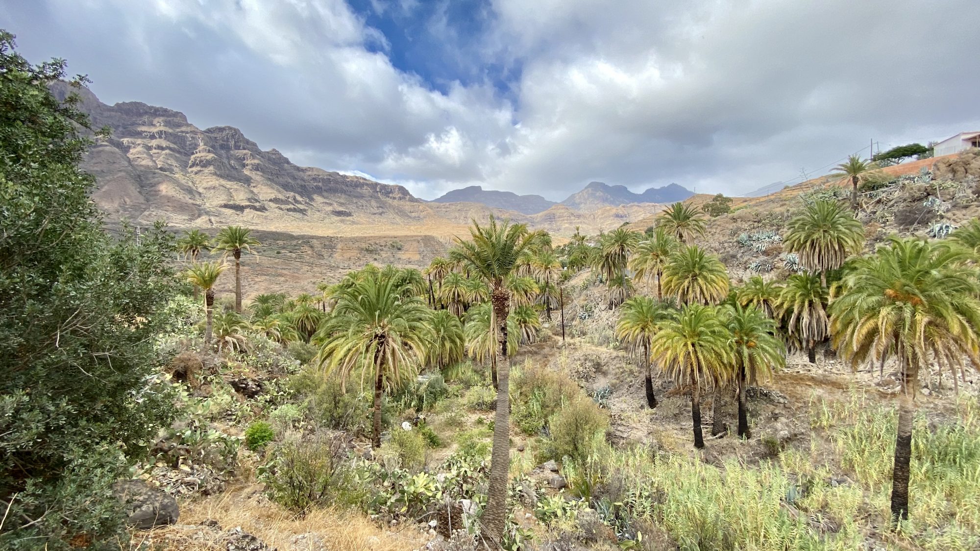 La Sorrueda, the palm valley in Gran Canaria La Sorrueda, the hidden palm valley in Gran Canaria