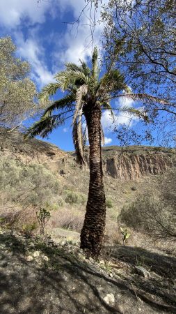 In the crater of Caldera de Bandama, Gran Canaria east coast drive