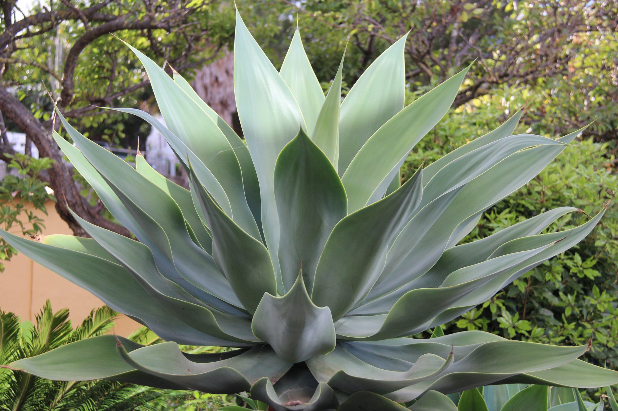 Nature of the scenic north of Gran Canaria