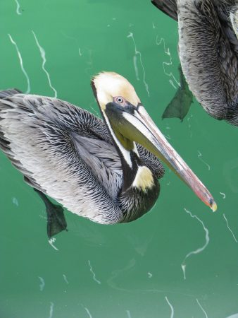 A pelican in the Florida Keys