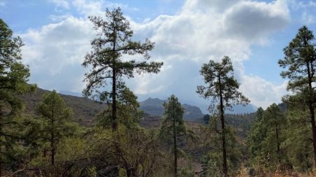 Canarian pine forests in the central mountains