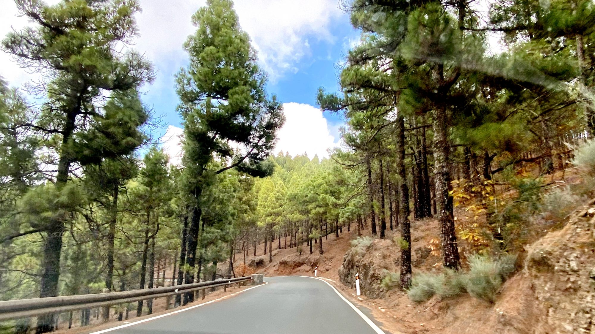 The road to Pico de las Nieves Drive to the highest mountains in Gran Canaria: pine forest