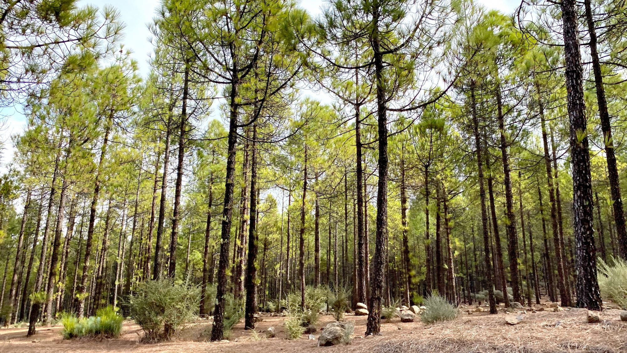 Los Llanos de la Pez pine forest Los Llanos de la Pez pine forest