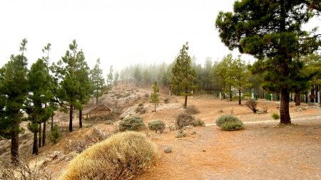 Mist in Pico de las Nieves, the highest mountain in Gran Canaria