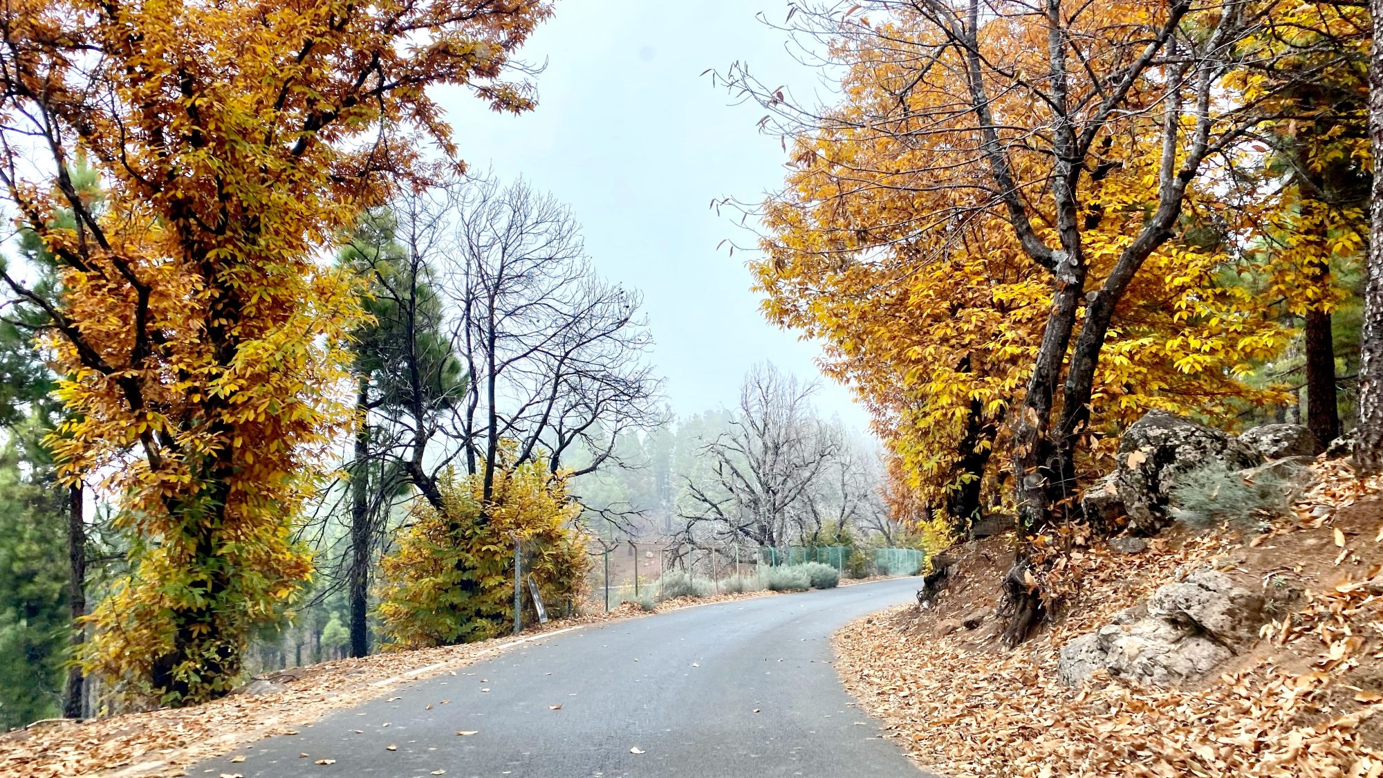 Pico de las Nieves by car: autumn colours Pico de las Nieves by car: autumn colours