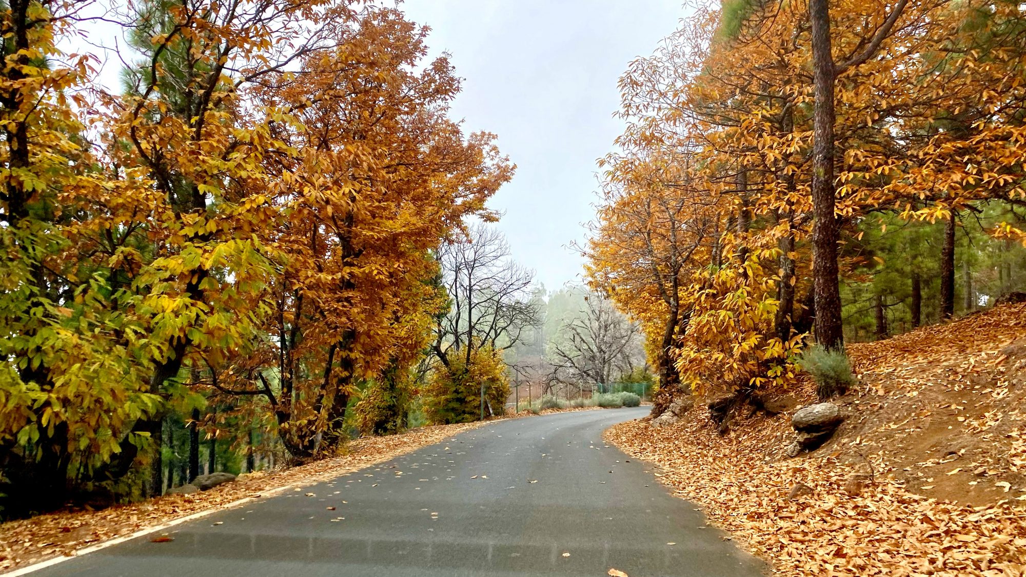 Pico de las Nieves by car: November colours Pico de las Nieves by car: November colours