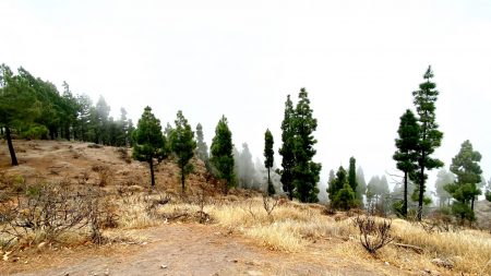 Pico de las Nieves in the clouds