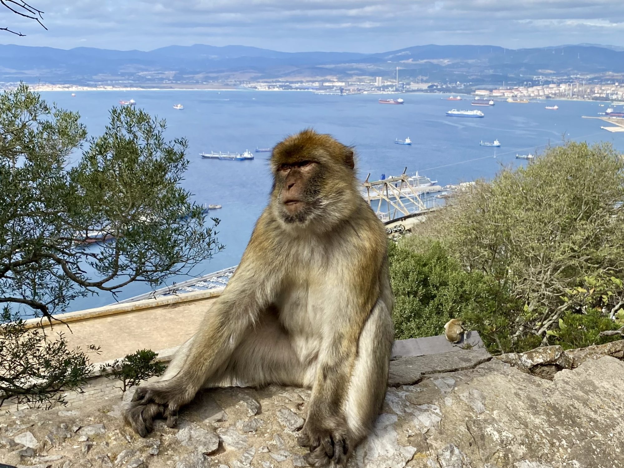 Day trip from Costa del Sol: Gibraltar monkey