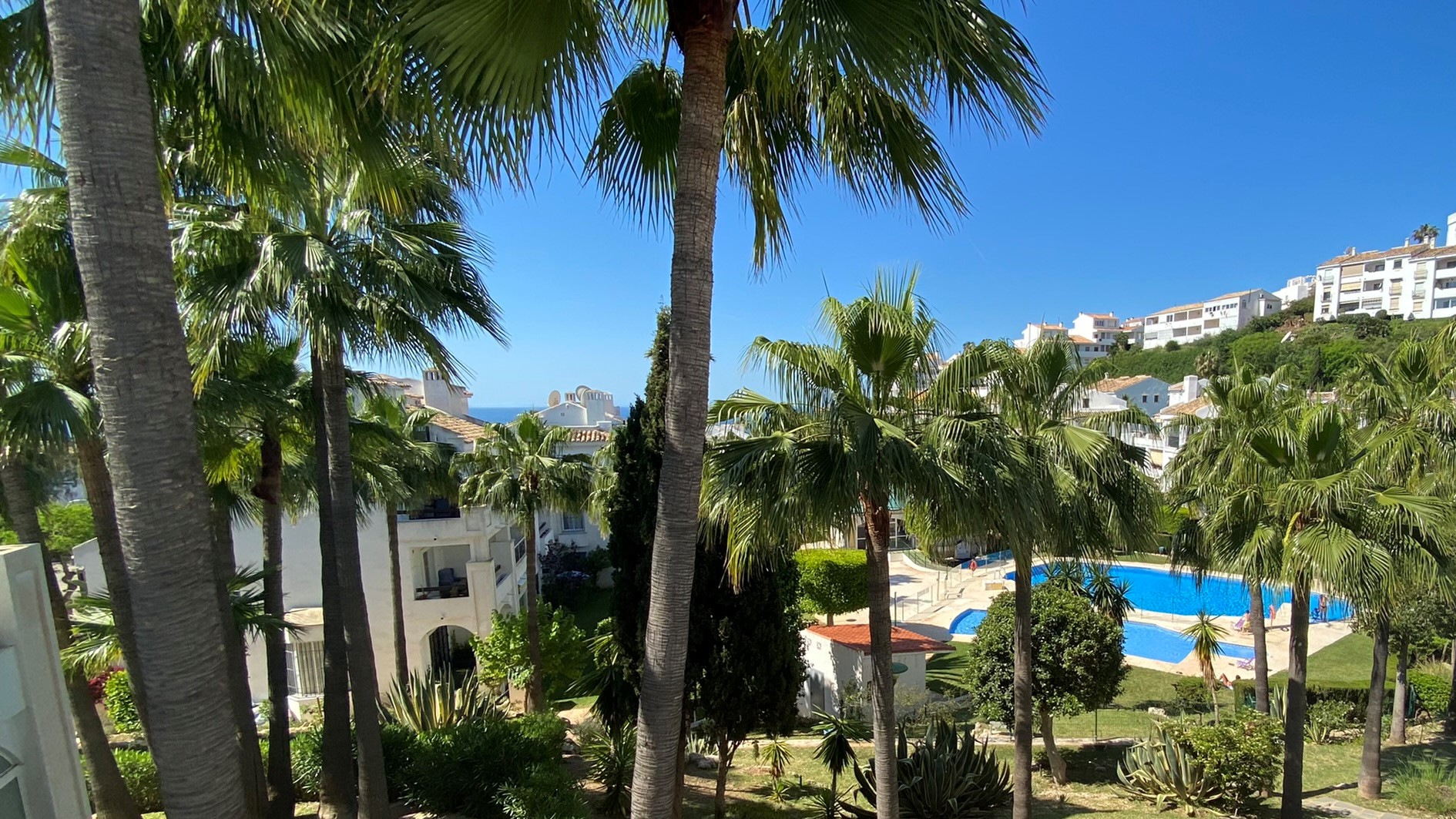 Our Costa del Sol palm garden
